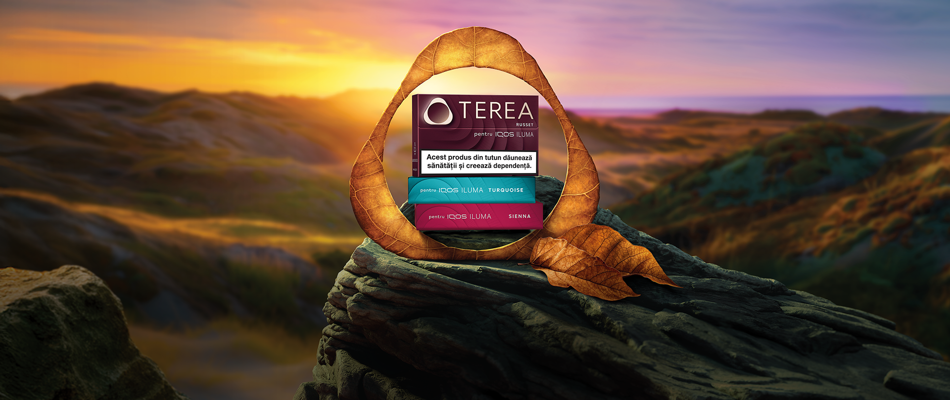Discopera terea