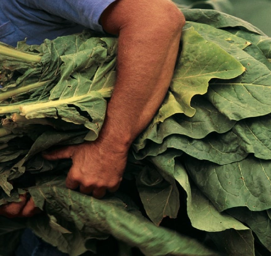 Frunze mari de de tutun, proaspăt tăiate, cărate de un fermier